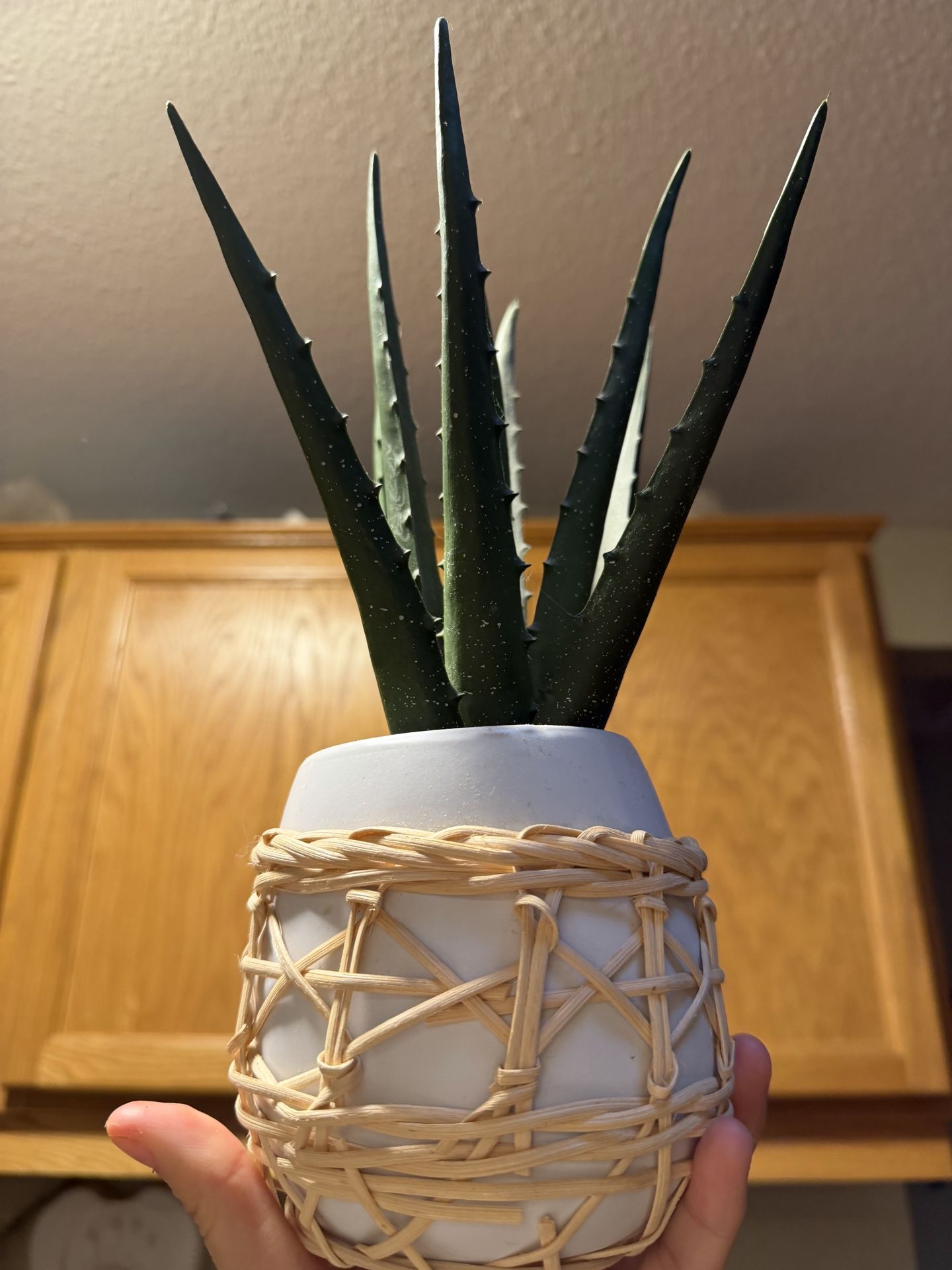 Fake alo plant