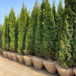 Privacy Tree Sale FREE DELIVERY! Emerald Green & Green Giants
