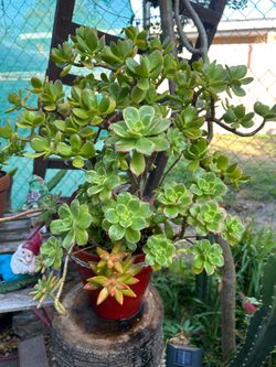 Succulents Arrangements