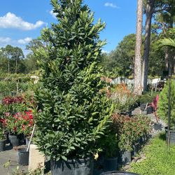 Japanese Blueberry – 25 Gallon | Mature, Evergreen Beauty for Instant Privacy