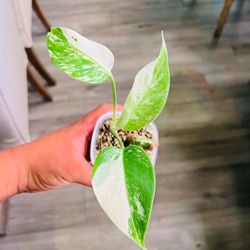 Monstera albo variegated