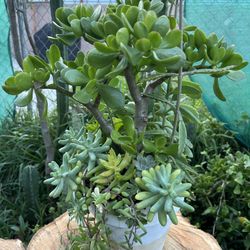 Succulents Arrangements 