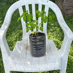 Moringa  Tree! Superfood Plant:) Grown From A Baby Seed