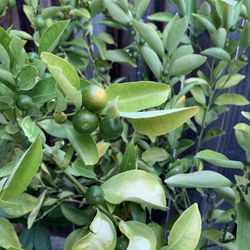 Available THURSDAY 6/26 $80-$120 Each Semi Dwarf Calamondin Calamansi Asian Live Citrus Fruit Tree Potted Plant  $80 for smaller tree $120 for larger 