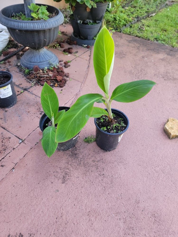 Burro Banana Tree, Plant
