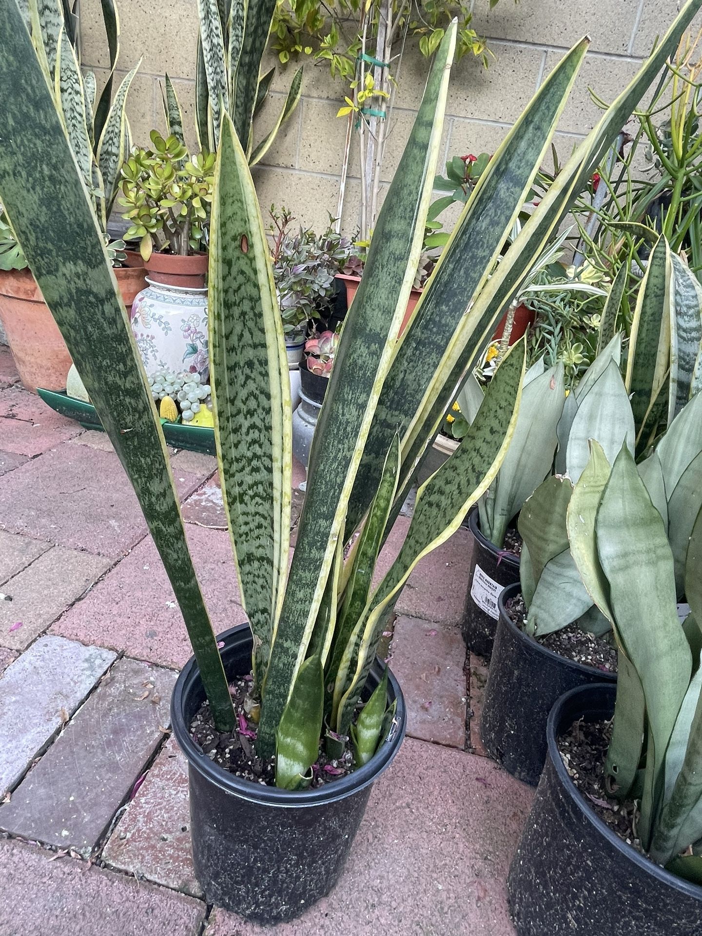 5  Pots Snake Plants 