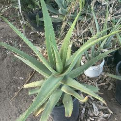 Big Aloeveras  Plant’s 🪴🌱/ Sábilas 🌱🪴$20.00 Each 