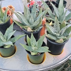 Succulents Cactus Plants 7pots Together $15.00