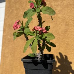 Crown of Thorns plant - Euphorbia milii