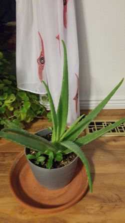 Aloe vera Healthy and best air purifying house plant in the new pot