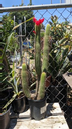 Torch Cactus