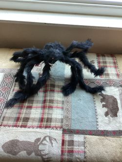Furry Spider - Approximately 16” across