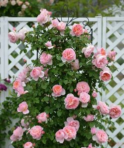 Rare European, Japan rose plants :       Dames de Chenonceau