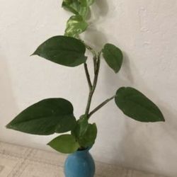 Pothos plant with vase (a)
