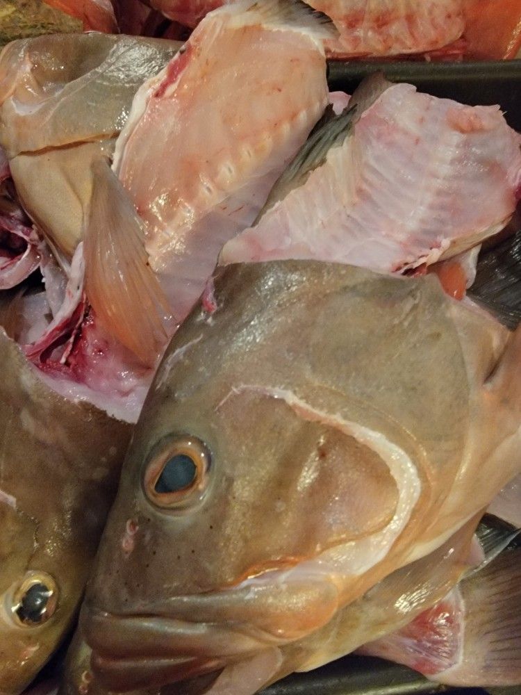 FISH HEADS FOR SALE $20 FOR ONE