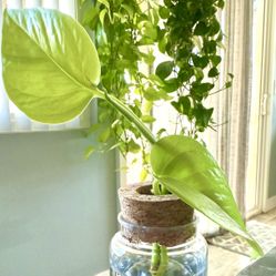 Neon Pothos Plant Cutting
