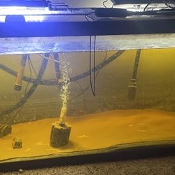 75gallon fish tank