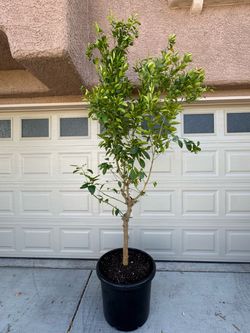 Giant Calamansi or Calamondin