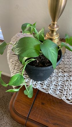 Pothos need gone asap