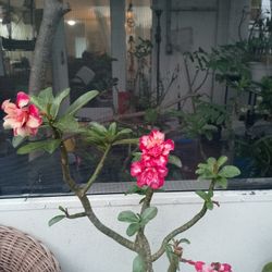 Deser Roos  Donle petslo