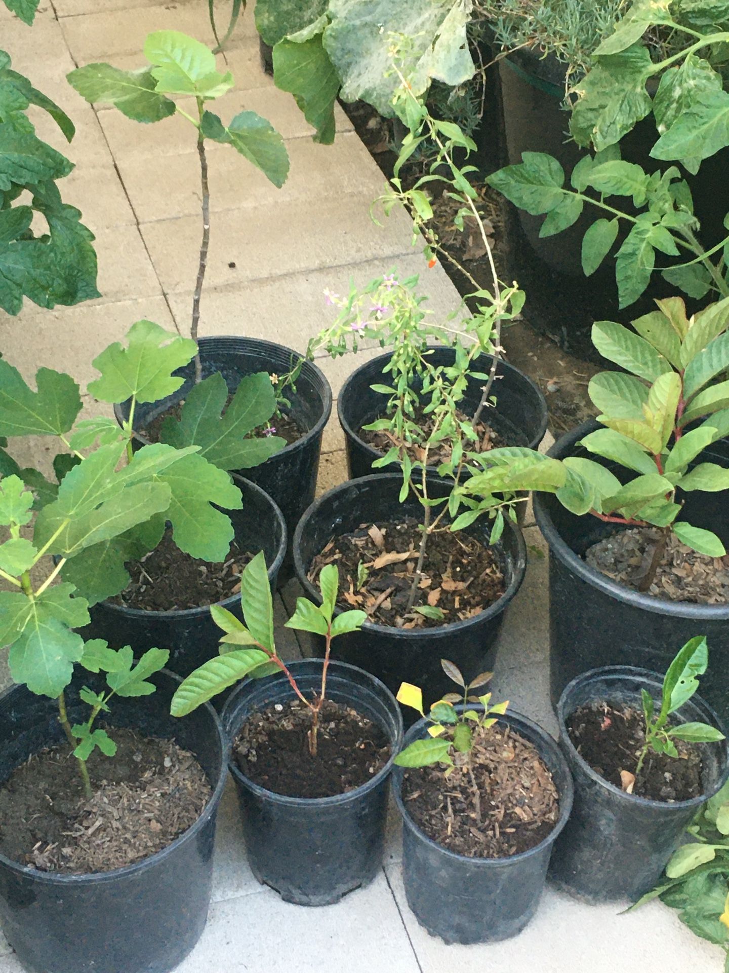 Small Fruit Tree Or Vine Plant