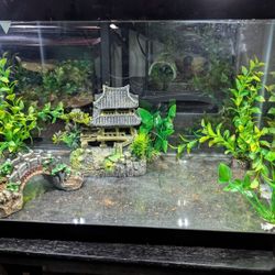 Fish Tank 