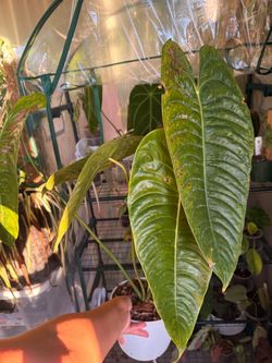 Large Veitchii Anthurium in Self Watering Container