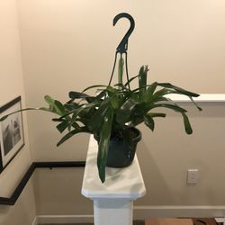 Bromeliad Plant Hanging Basket Pot