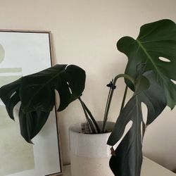 Monstera Plant in Ceramic Pot from Anthropologie