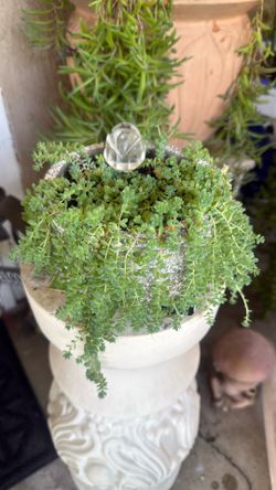 Hi Malyan Blue Plancha