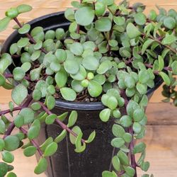 Elephant Bush – (Portulacaria afra) 1 Gallon Pot $6