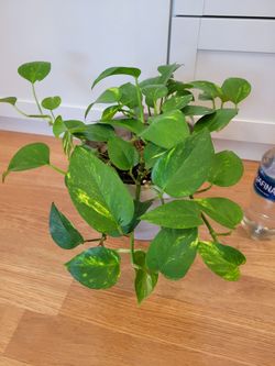 Golden Pothos houseplant