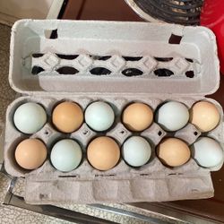 Fresh Back Yard Chicken Eggs