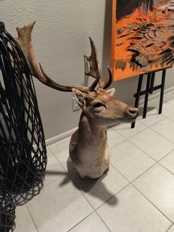 Fallow Deer Taxidermy shoulder mount