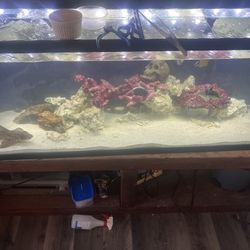 135 Gallon Glass Aquarium With Stand, Heater , Fx5 Filter 