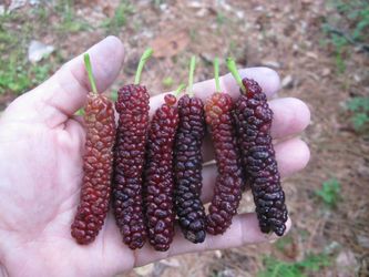 mulberry tree en vallejo 8 ft de alto