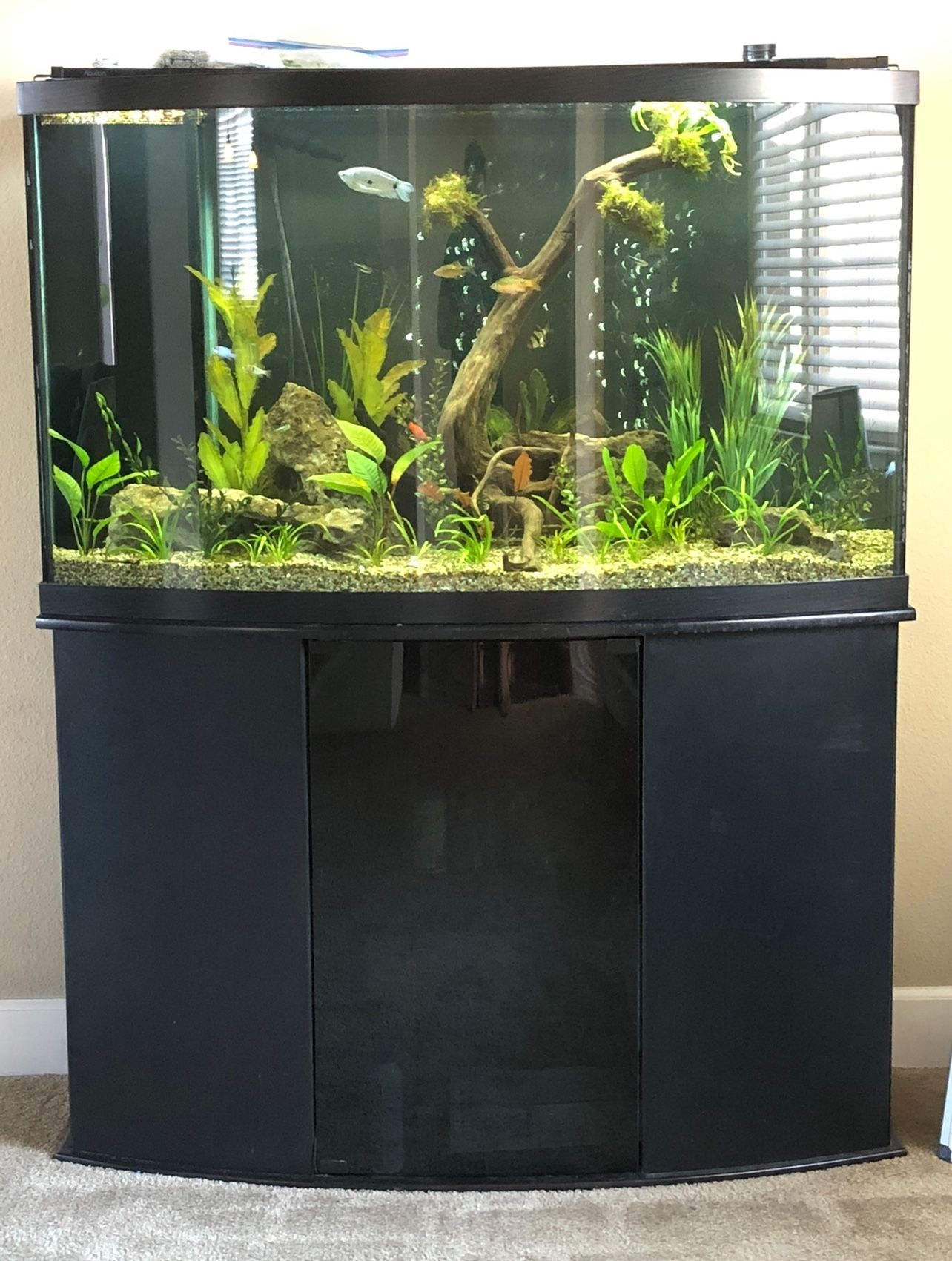 Aquarium 92 Gallon Bow Front