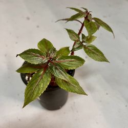 New Guinea Impatient Plant 