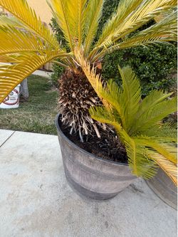 Pair of potted sago palms