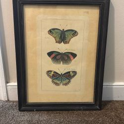 Butterfly Wall Art