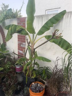 Banana tree