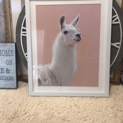 Huge White Framed And Matted Llama Picture 