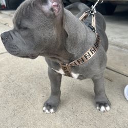 Harness And Matching Leash Set Up!