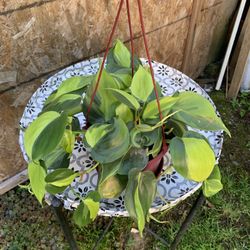 Indoor Plant