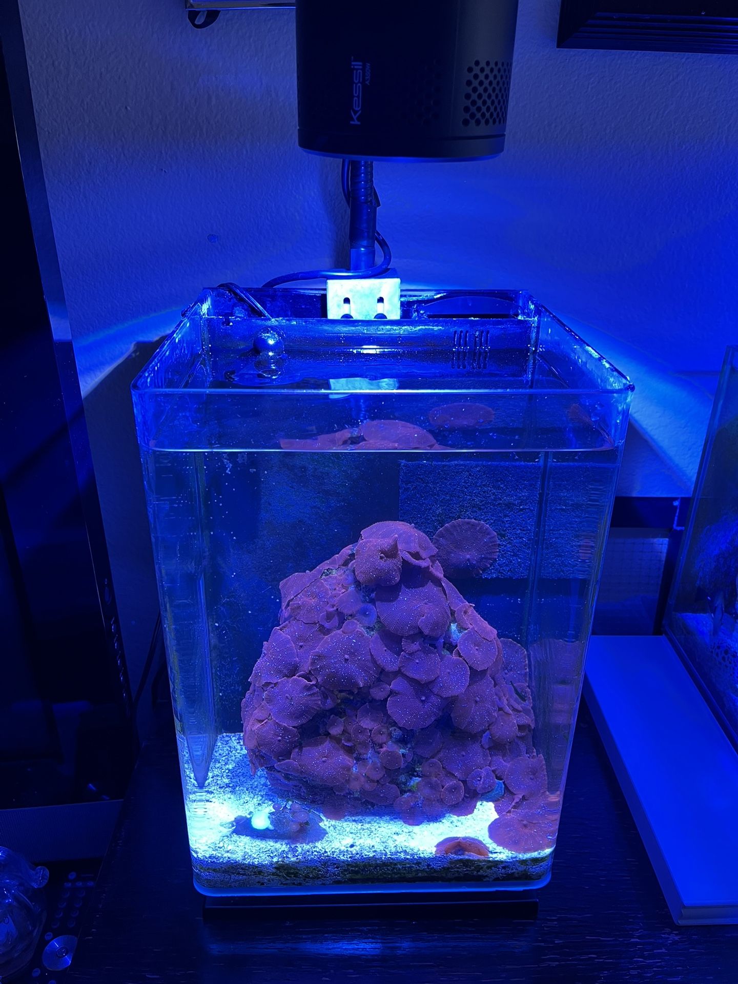 6g Marineland Desk Top AIO Fish Tank