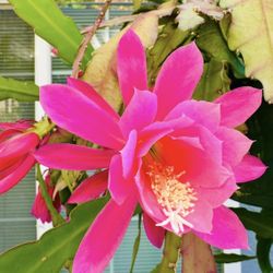 Hot Pink EPIPHYLLUM Plant - $1 Each Cutting 