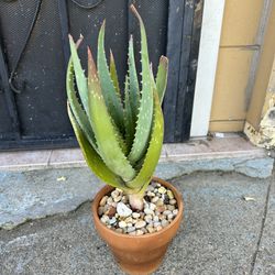 Aloe Plant In 6 Inch Pot