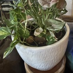 Indoor Golden Pothos And Arrowhead Plant