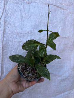 4” Hoya nicholsoniae splash hard to find