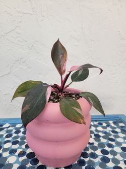 Pink Princess Plant In Pink Pot